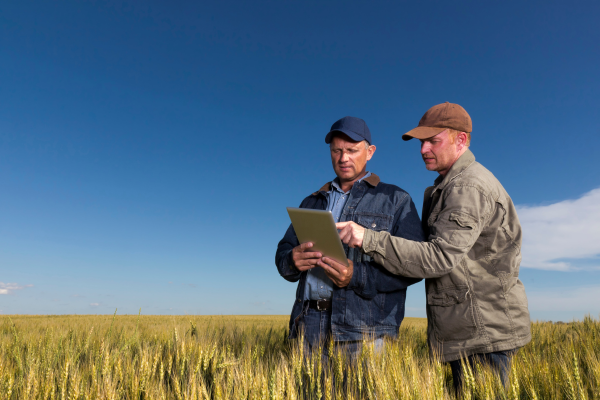 two men looking at a tablet in a wheat field